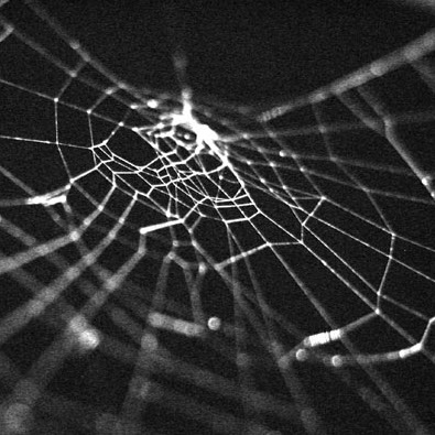 Photograph of a spiderweb against a black background